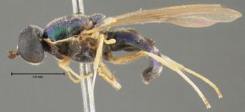 Media type: image;   Entomology 12537 Aspect: habitus lateral view